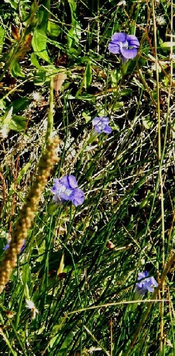 Yellowstone National Park (USA) - Gentianopsis